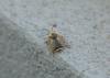 Eucera sp.